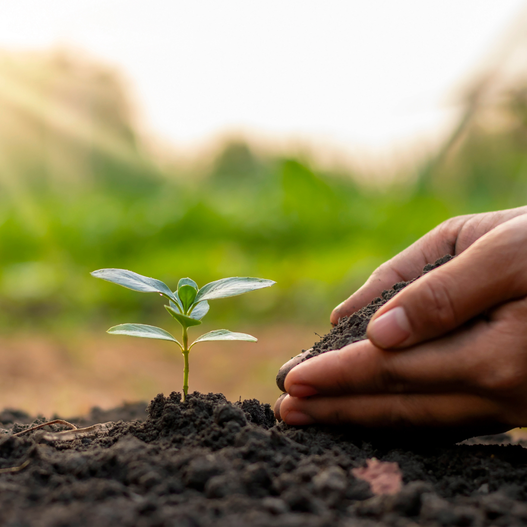 Hands planting a small green seedling in rich soil with sunlight in the background – symbol of natural growth and sustainability